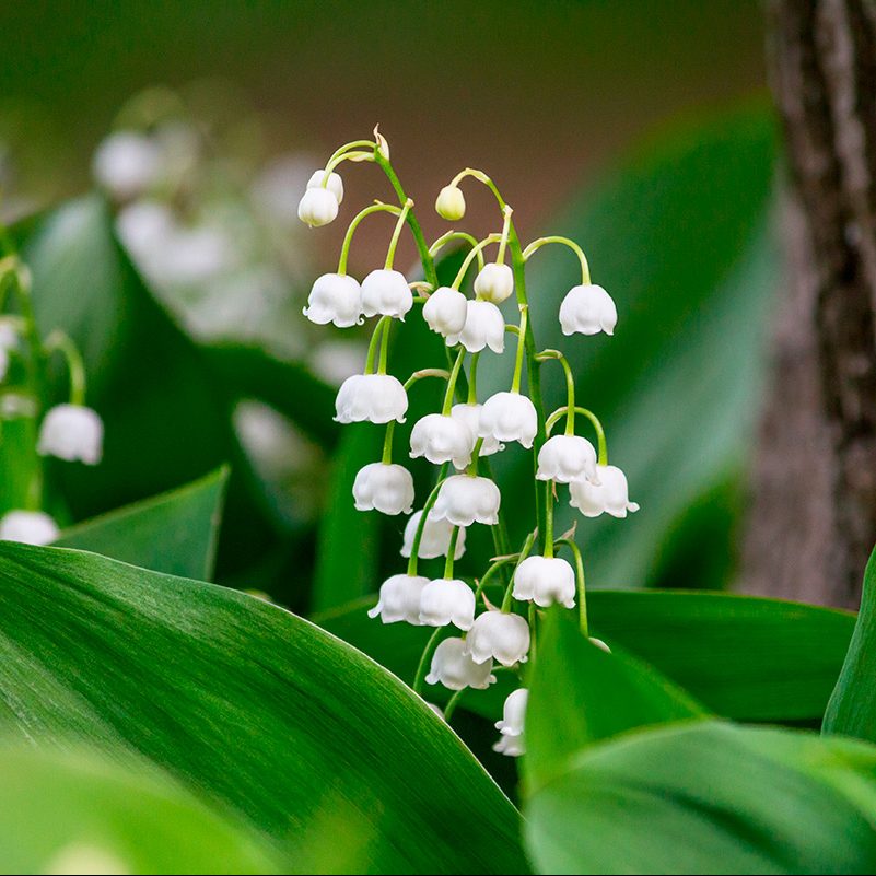 Matala perenna varjoon