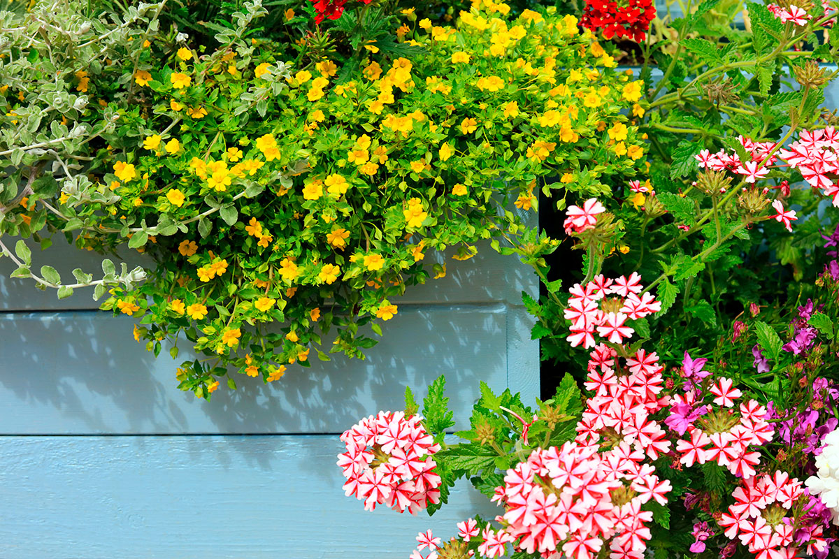 Blandade perenner i odlingslåda