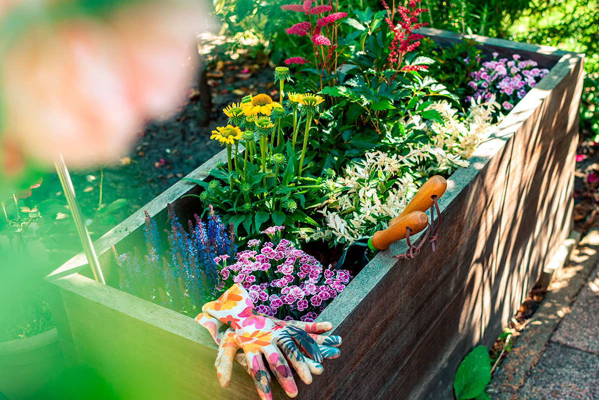 Blandede blomster i højbed - blandt andet stauden solhat.