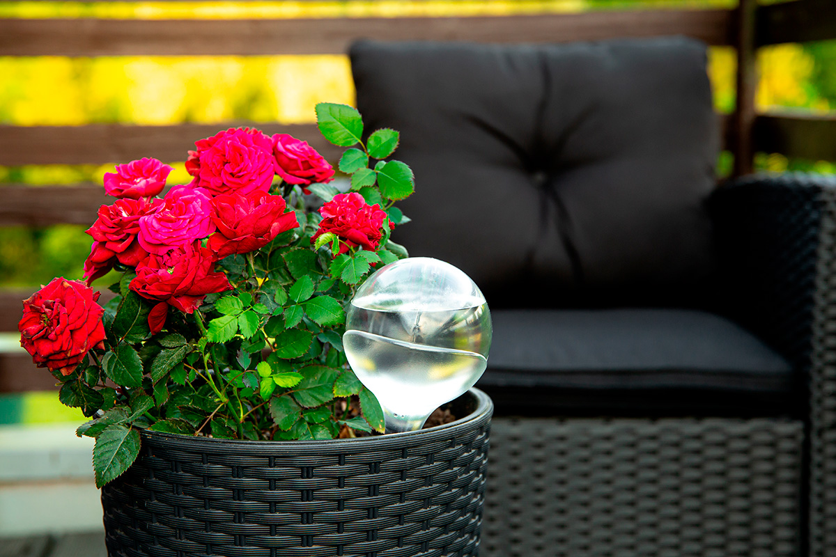 Ruusut ruukuissa kastelujärjestelmällä.