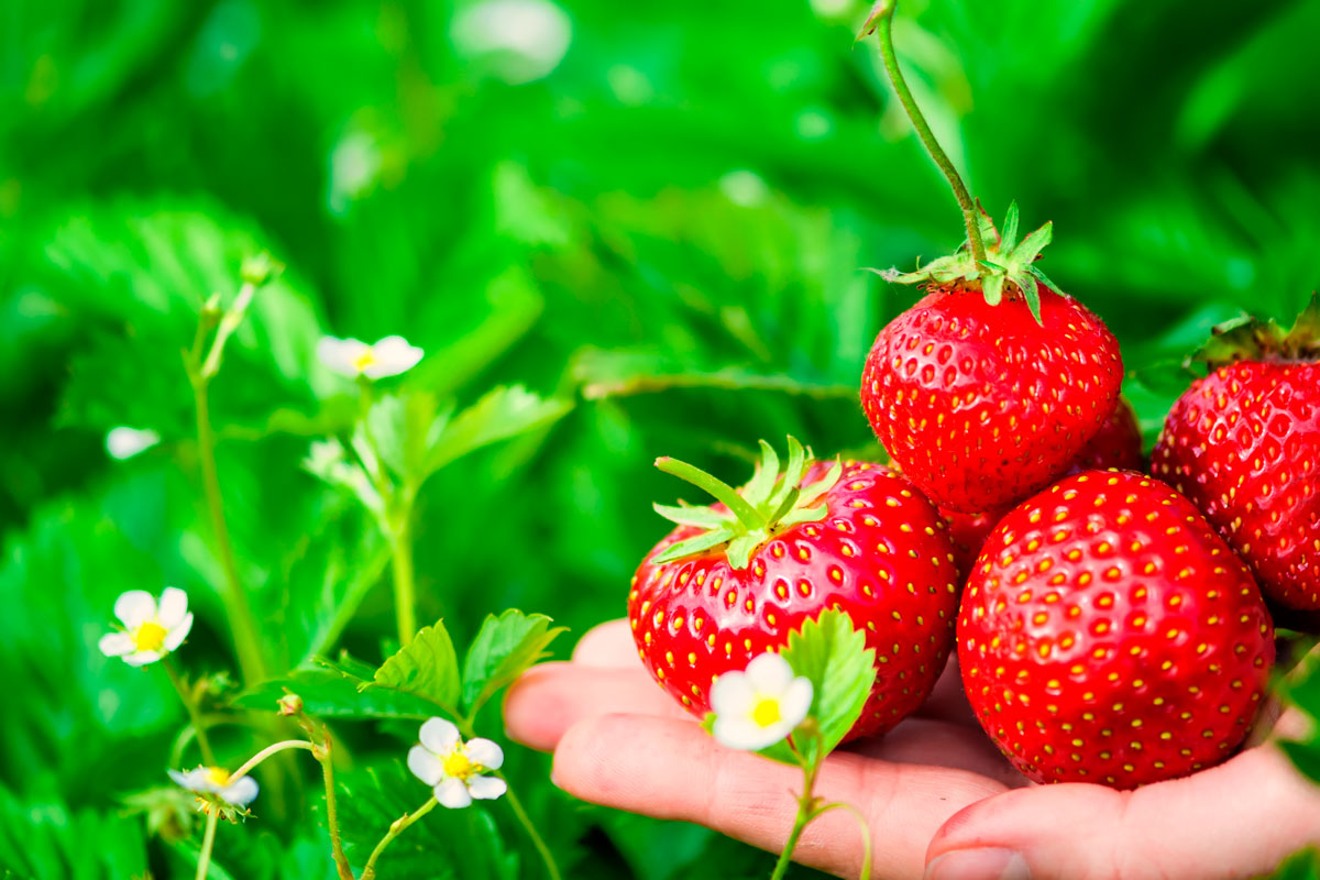 jordbær sorter elsanta