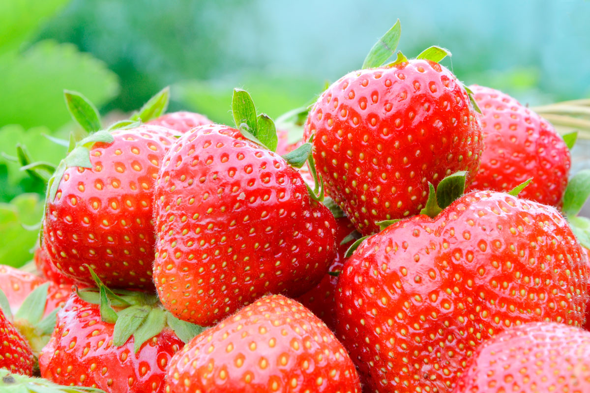 jordbær plante korona