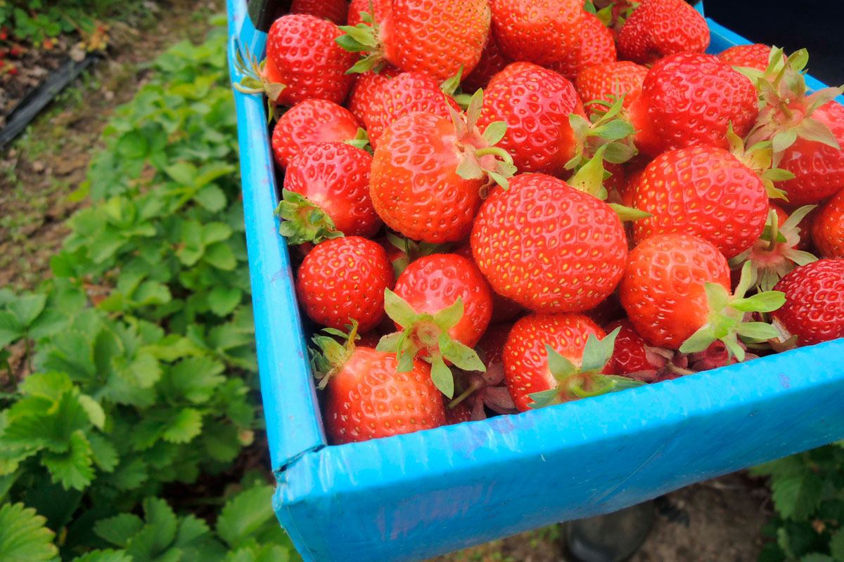 jordbær plante polka