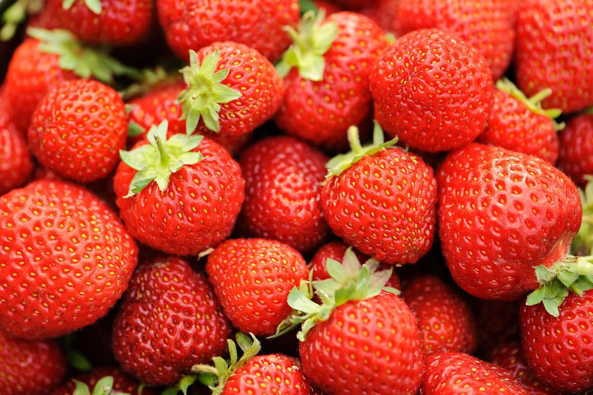 jordbær sorter honeoye