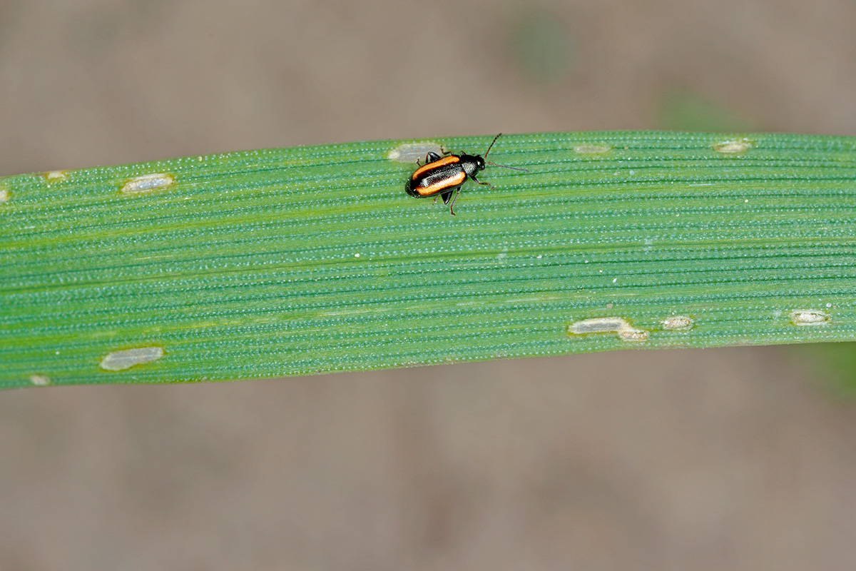 Jordloppe (Phyllotreta) på skadet grønt blad.