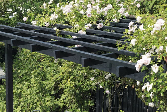 Klatreplanter blomstrer på en mørk pergola