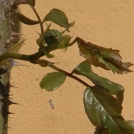 Nærbillede af roseblade angrebet af bladhvepse, viser skade