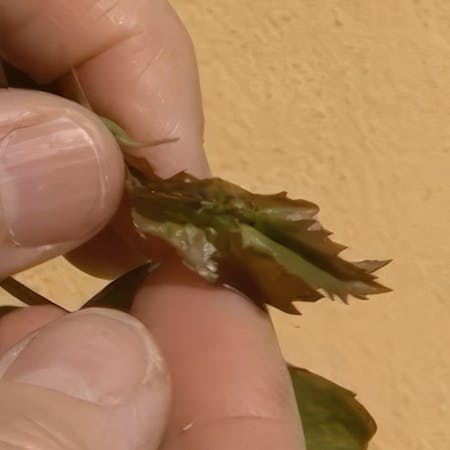 Rosenbladhvepse-hun lægger æg på et rosenblad, detaljeret visning