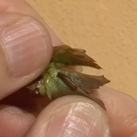 Rosenblade krøllet fra bladhveps larvers skade, nærbillede