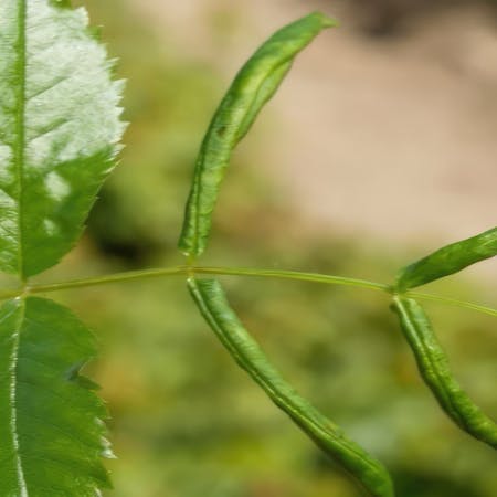 Mange larver på en enkelt rosenbusk, omfattende angreb