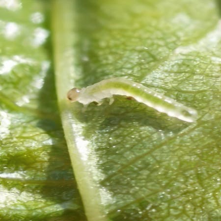 Håndtering af bladhveps larver på roseblade, metode til at kontrollere angreb
