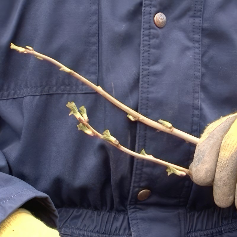stiklinger af solbær