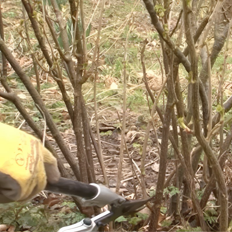 stiklinger af solbær