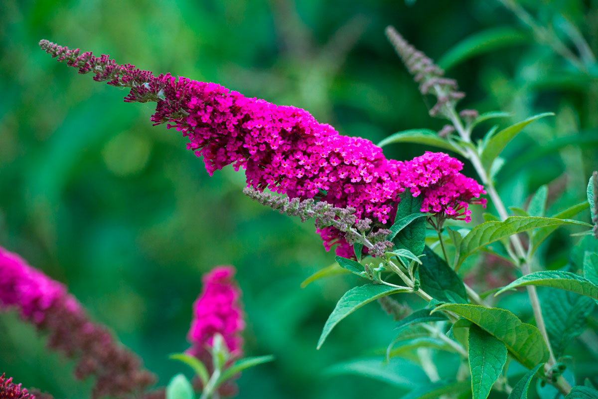 stiklinger sommerfuglebusk