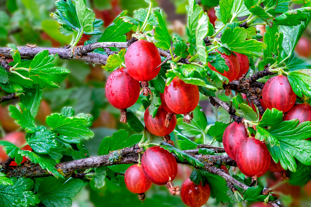 stiklinger stikkelsbær