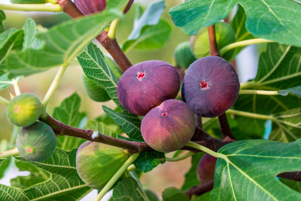 stiklinger figentræ