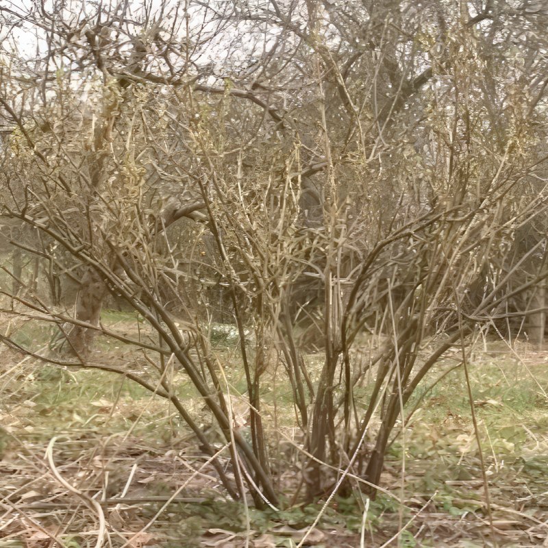 beskjæring av solbær