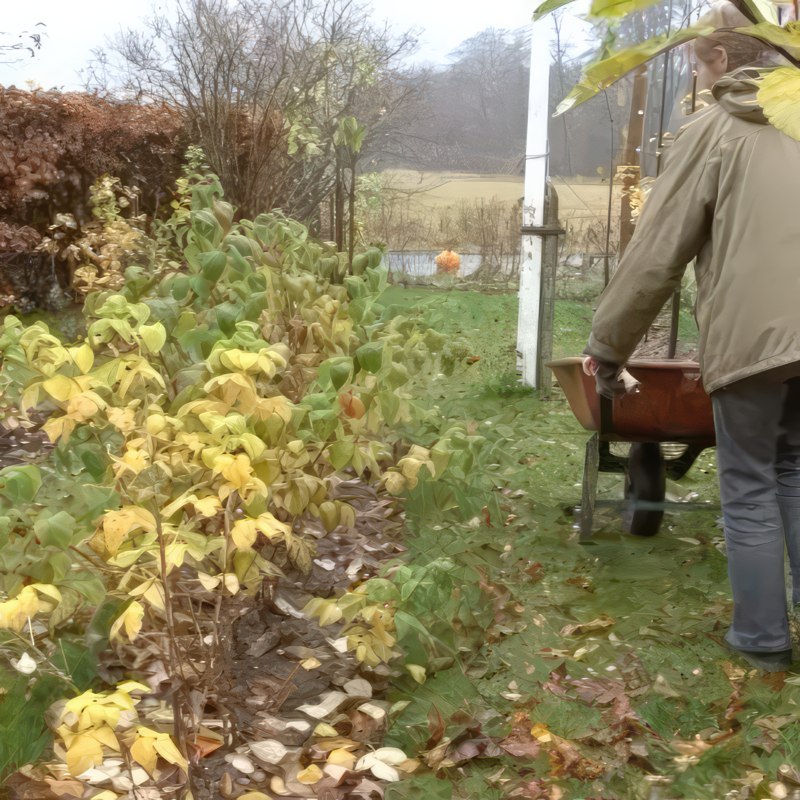 Beskjæring av bringebær