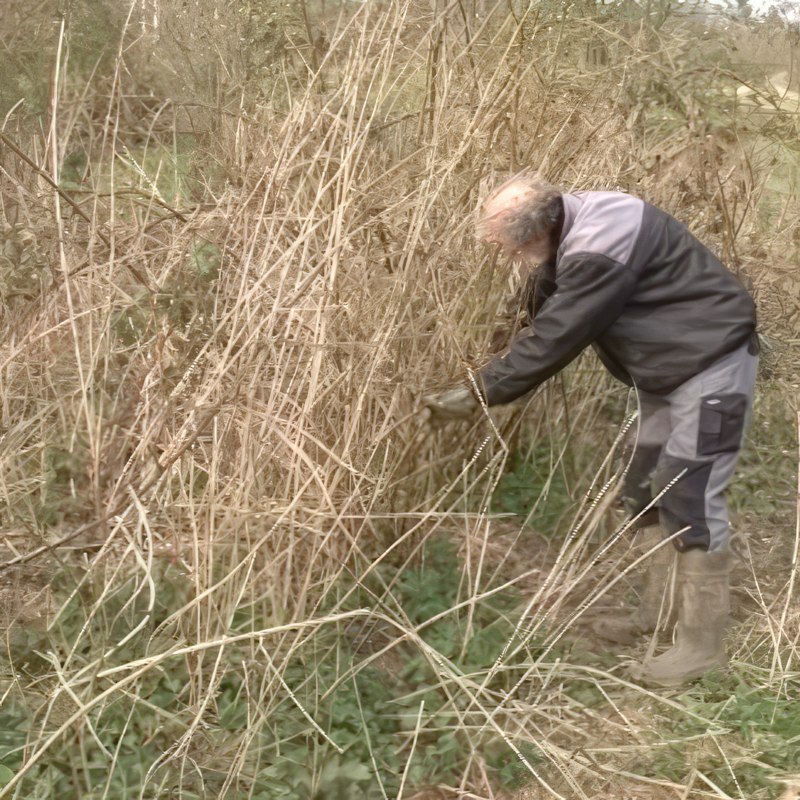 Beskjæring av bjørnebær