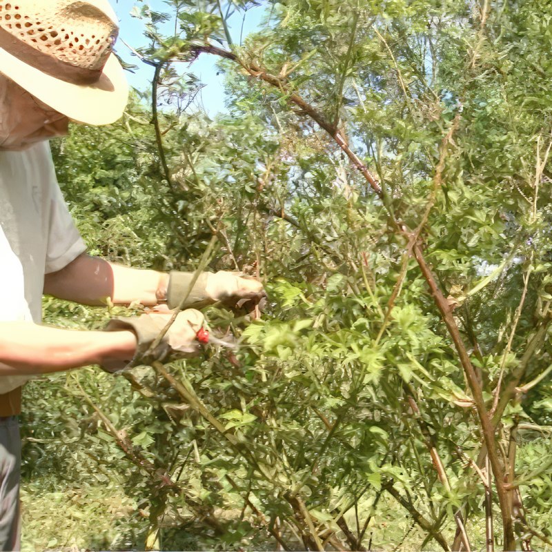 bjørnebær beskjæring