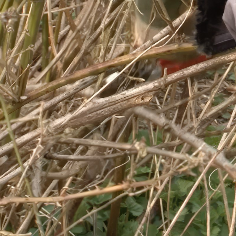 bjørnebær beskjæring