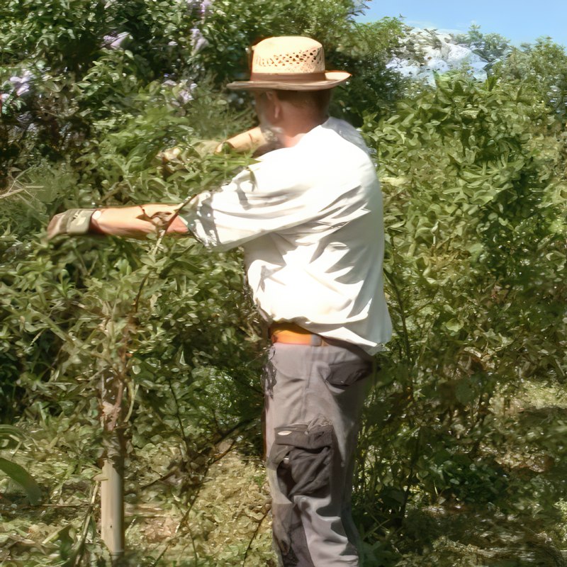 Beskjæring av bjørnebær
