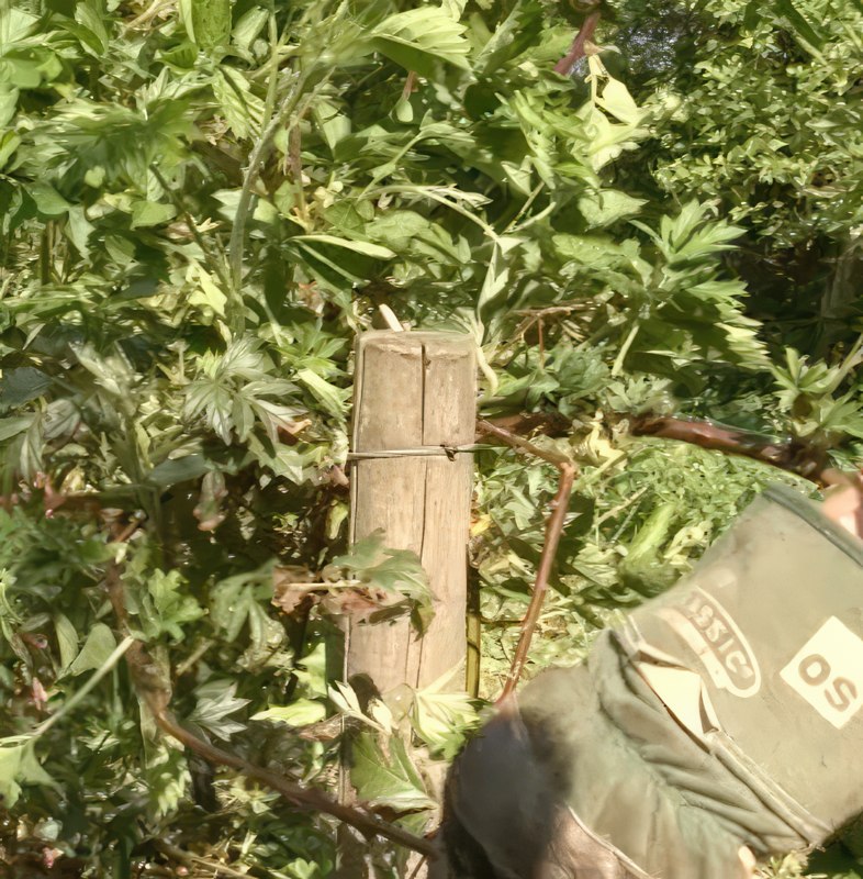 Beskjæring av bjørnebær