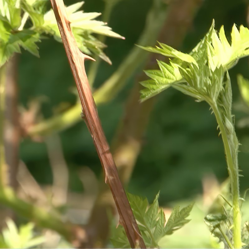 Beskjæring av bjørnebær