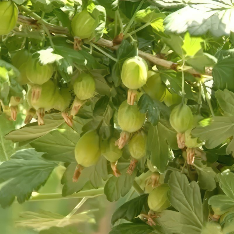 stikkelsbær gjødsel