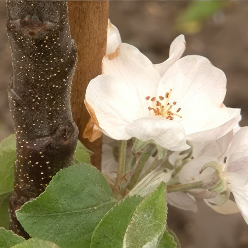 Gjødsel til frukttrær