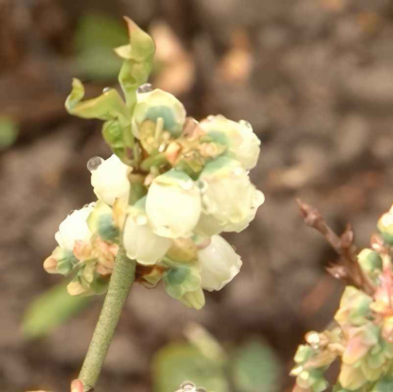 Gjødsel til blåbær