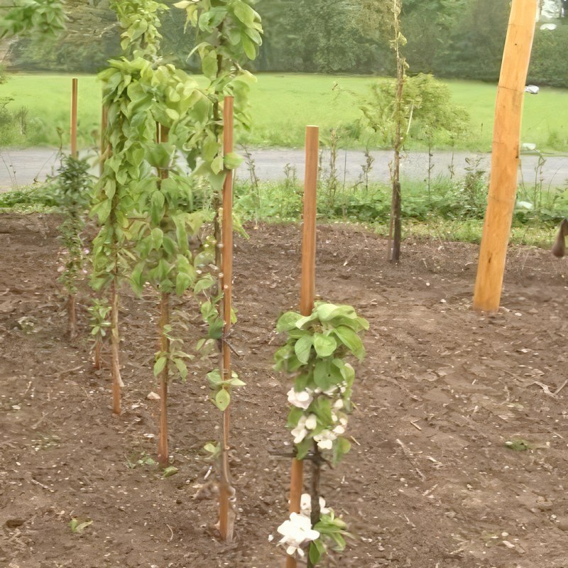 Gjødsel til frukttrær