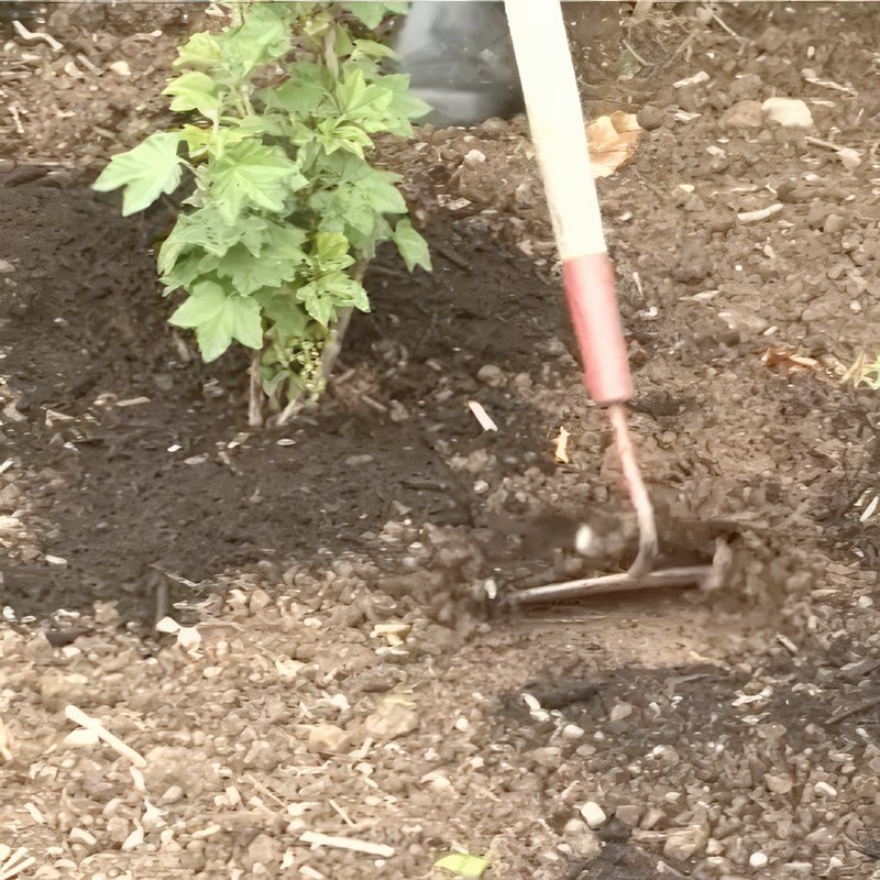 stikkelsbær gjødsel