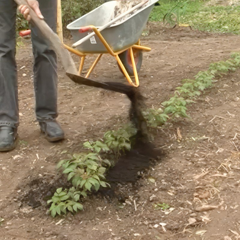 Gjødsel for bringebær