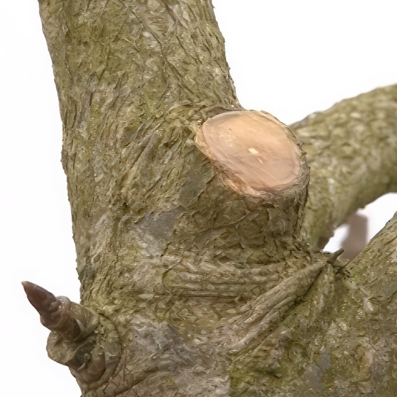 Beskjæring av et pæretre