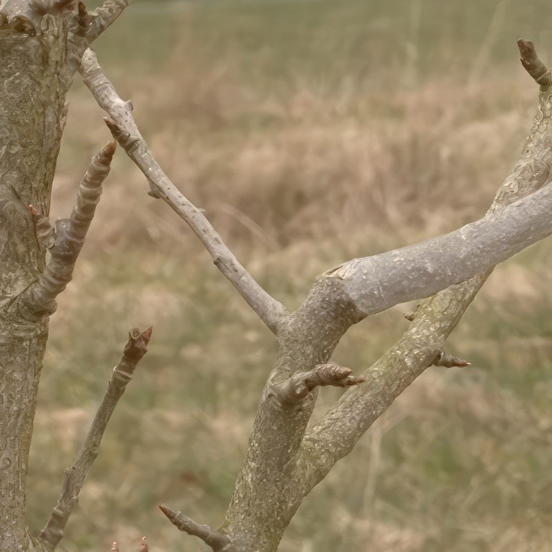 Beskjæring av et pæretre