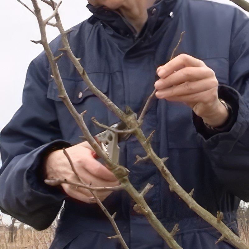 Beskjæring av et pæretre