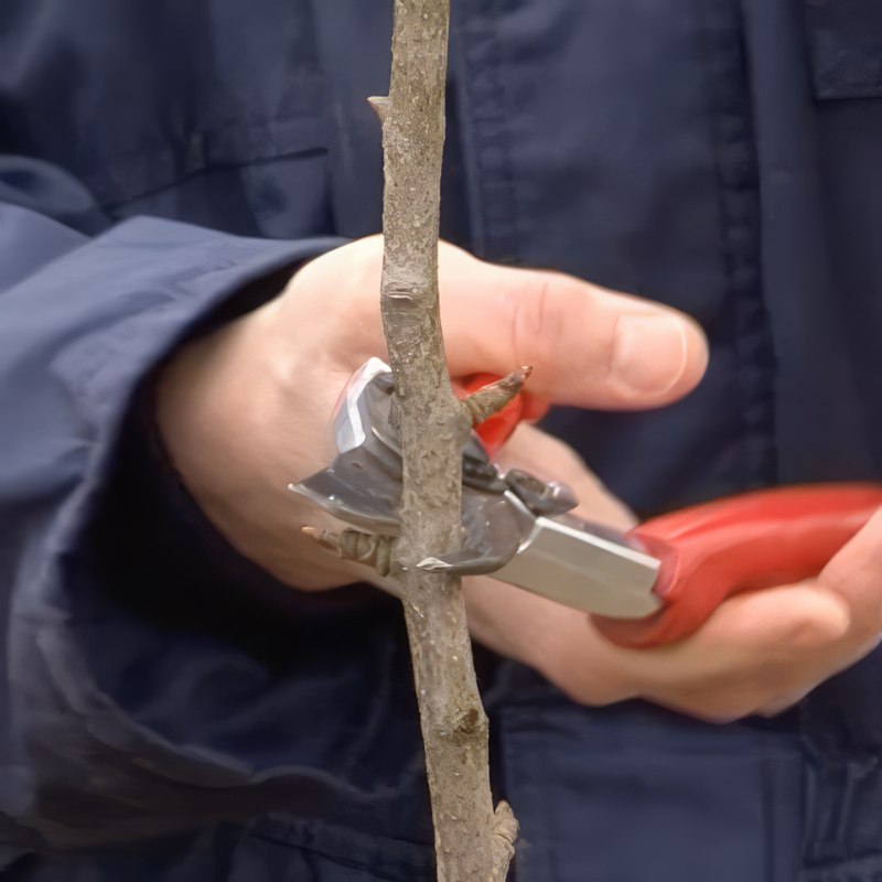 Beskjæring av et pæretre