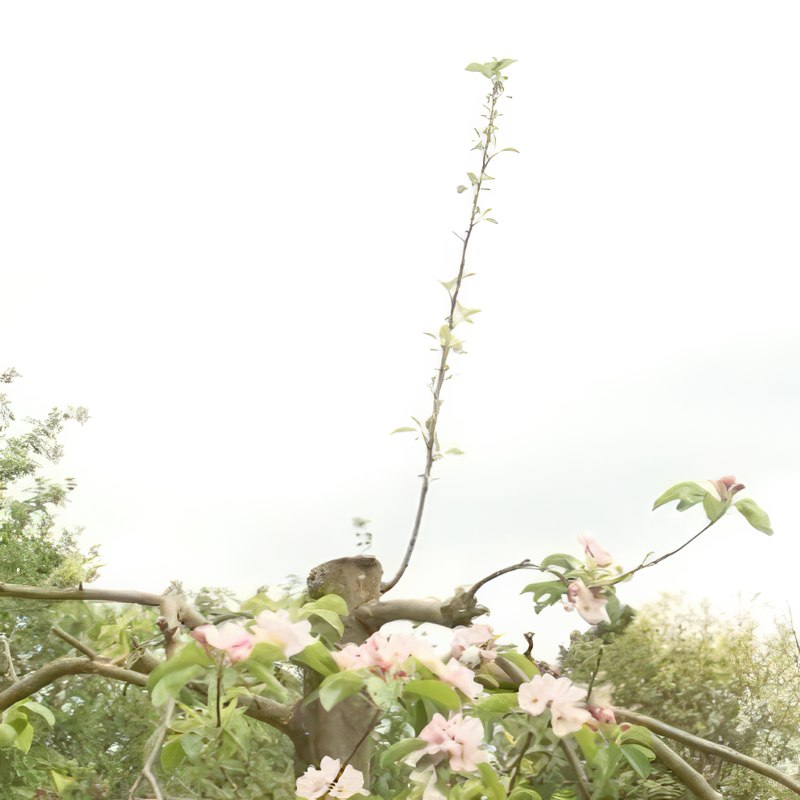 Beskjæring av et gammelt epletre