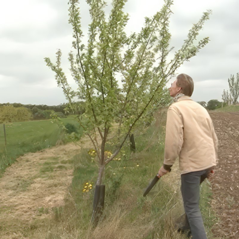 Beskjæring av et plommetre