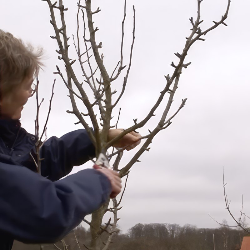 Beskjæring av et pæretre
