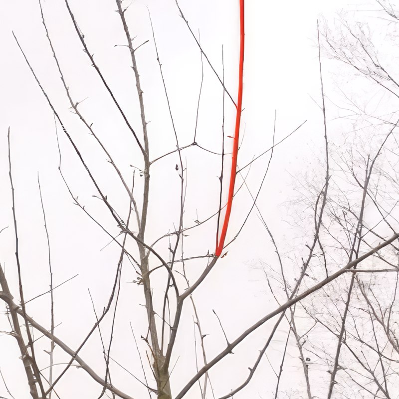 Beskjæring av epletrær i høyden