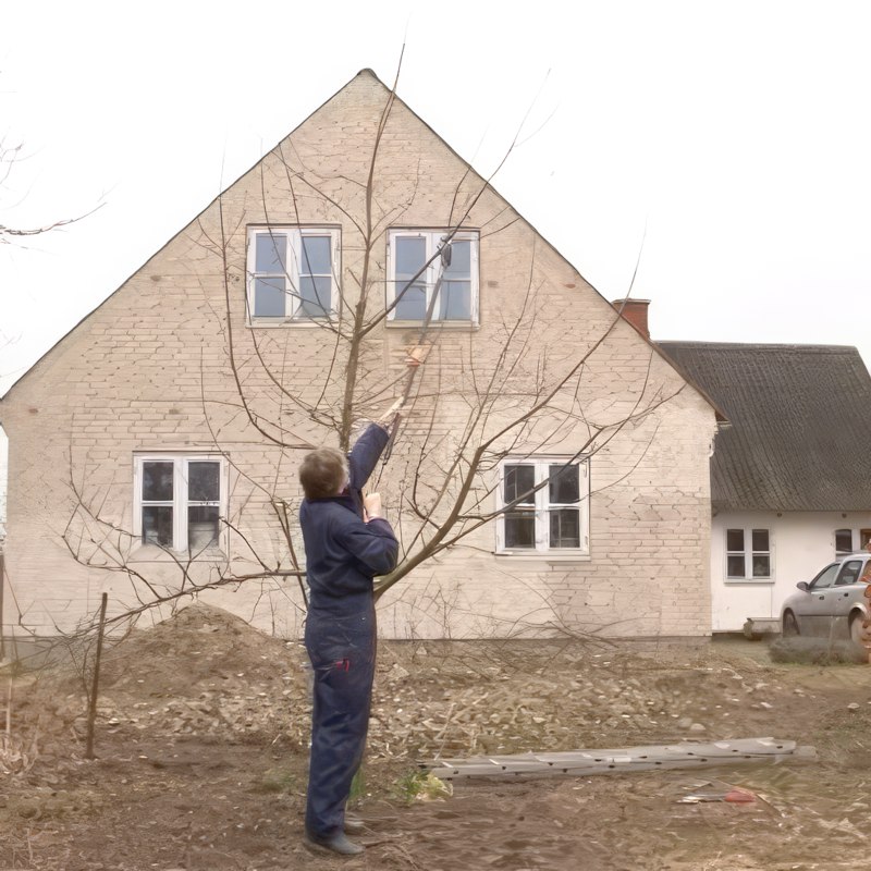 Beskjæring av epletrær i oktober