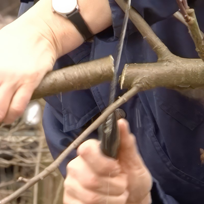 Beskjæring av epletre vanris