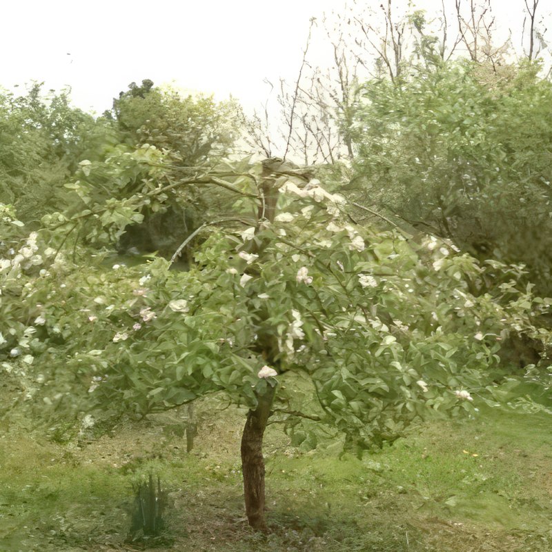 Beskjæring av epletrær om våren