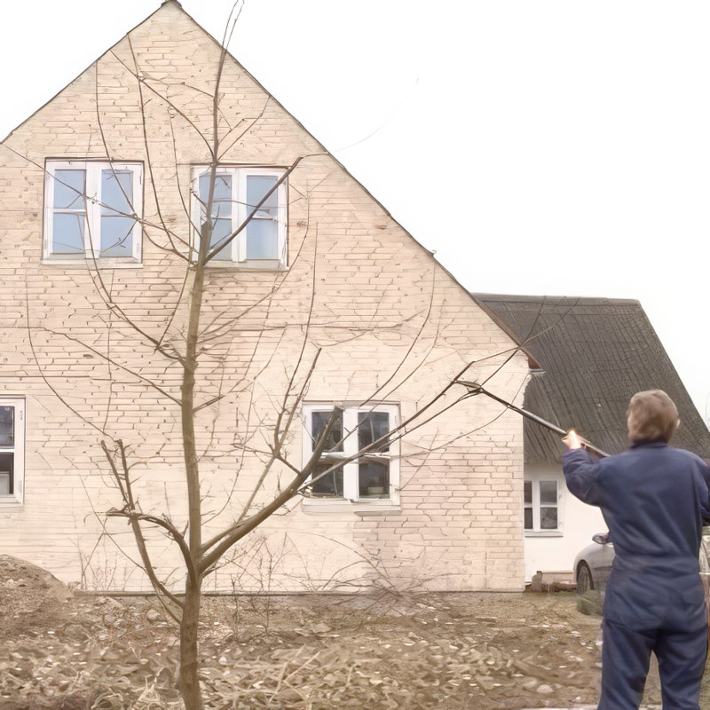 Beskjæring av et ungt epletre