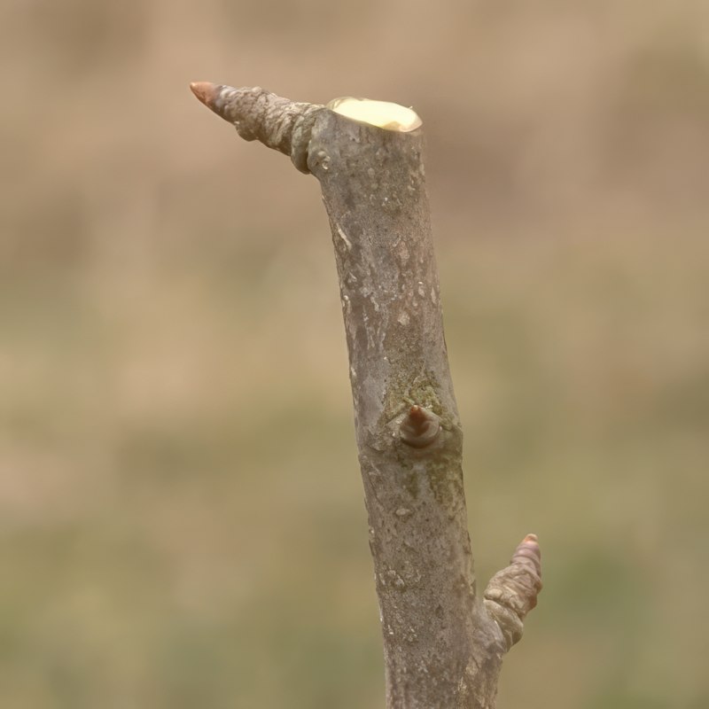 Beskjæring av et pæretre