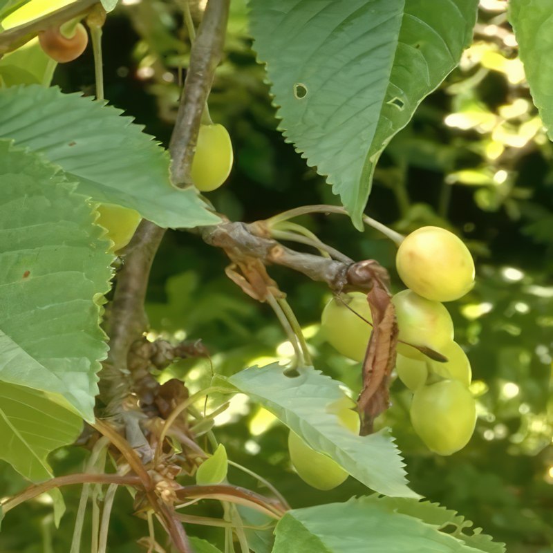 Gallring av äppelträd