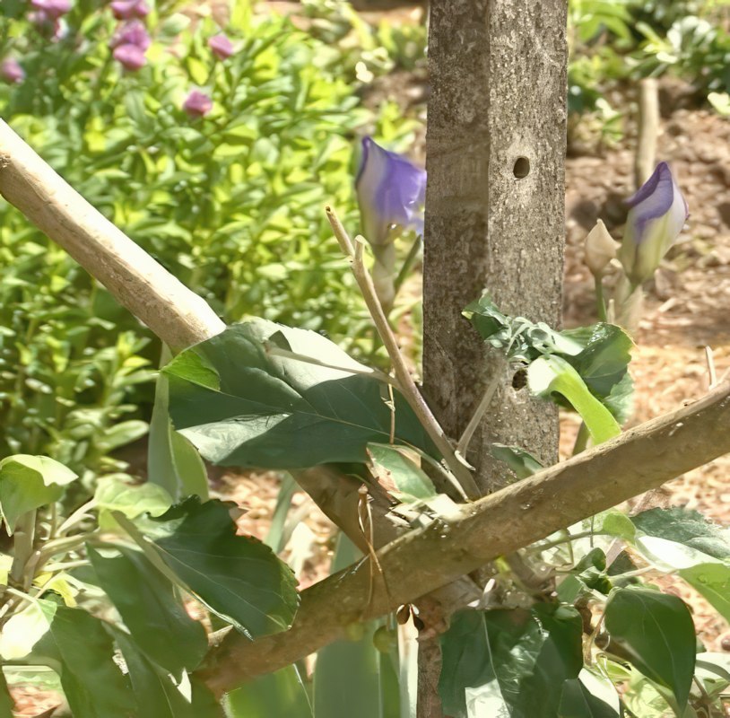 Skydda träd från rådjur och harar