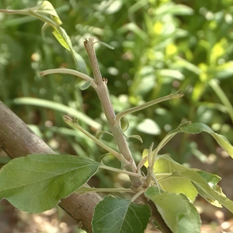 Skydda träd från rådjur och harar